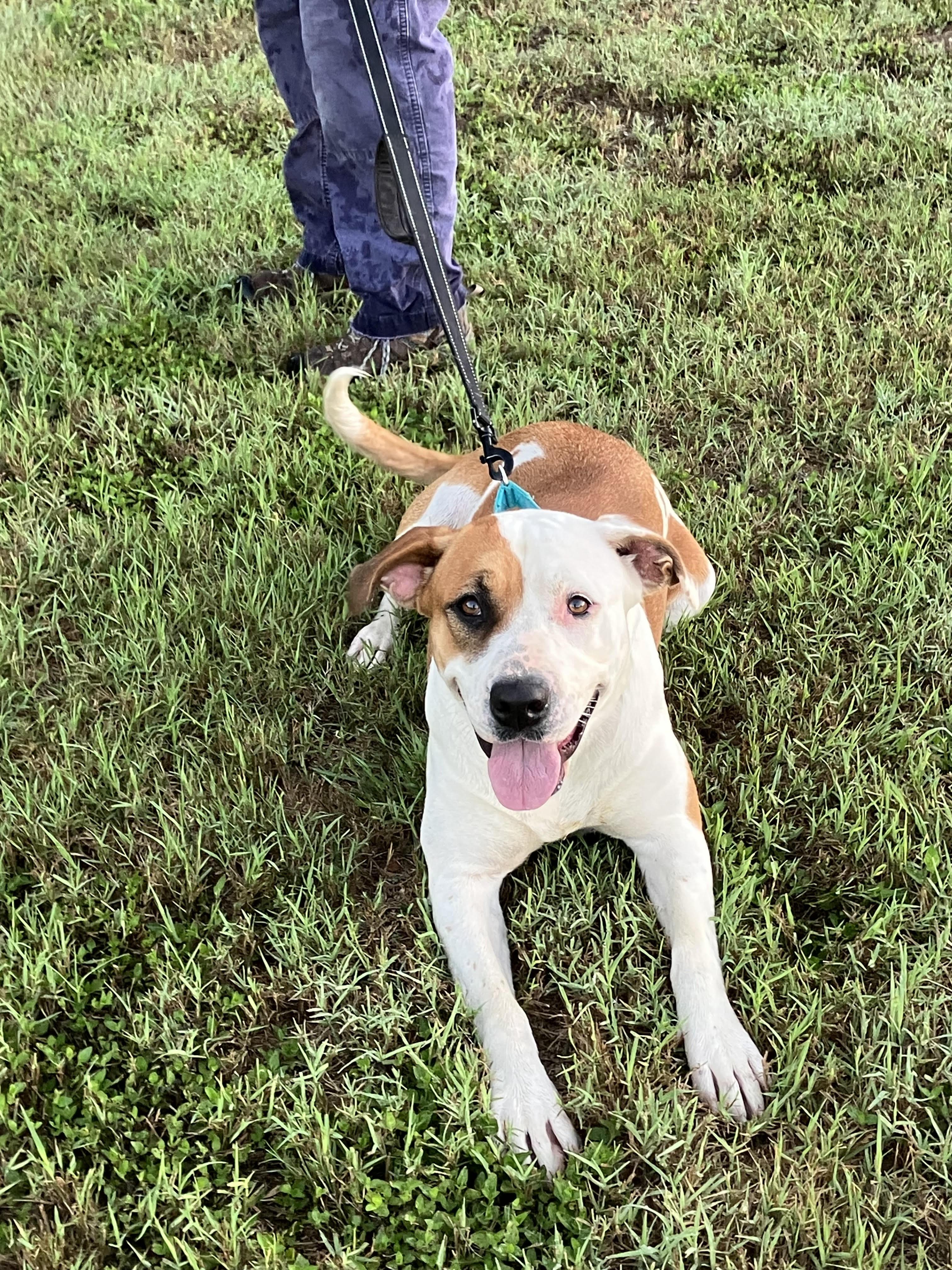 FLO-Full of Love, a Adoptable mixed breed in Albany, NY image 3/5