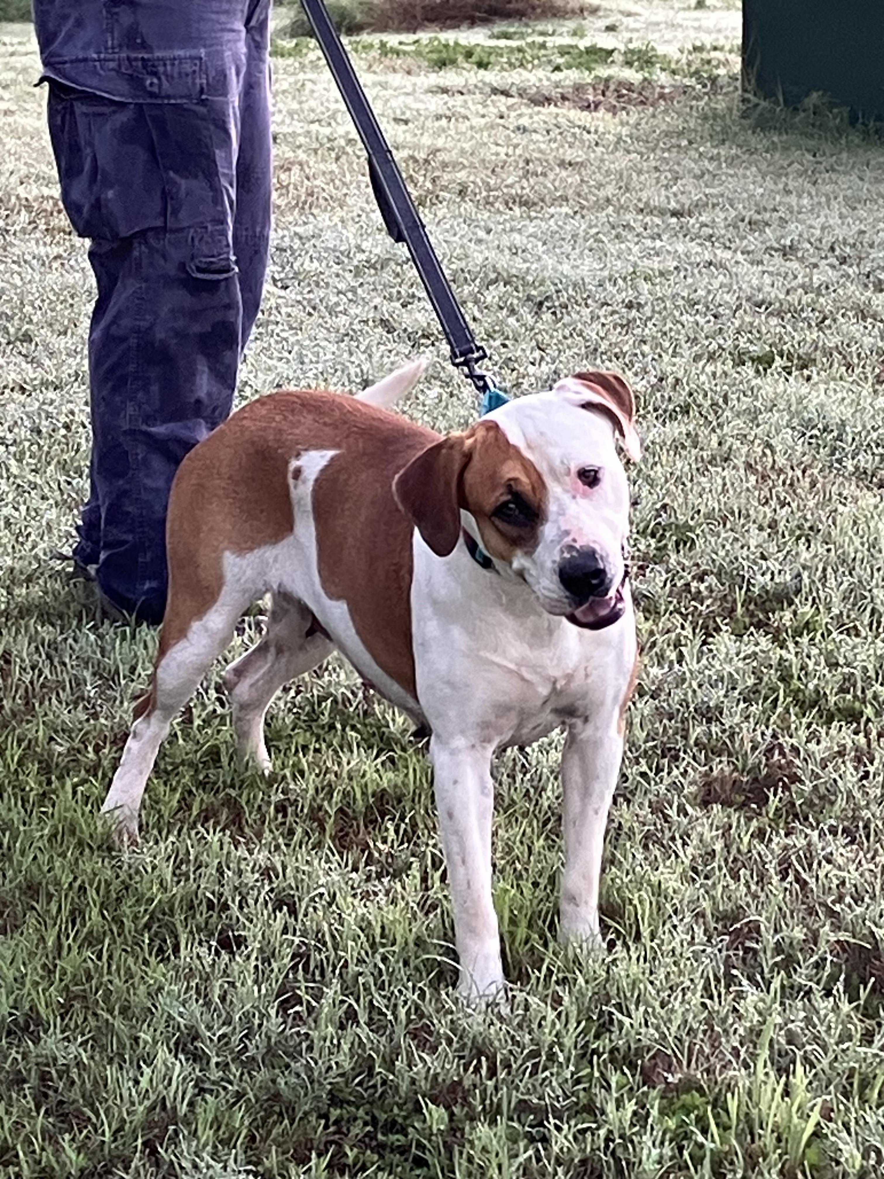 FLO-Full of Love, a Adoptable mixed breed in Albany, NY image 5/5