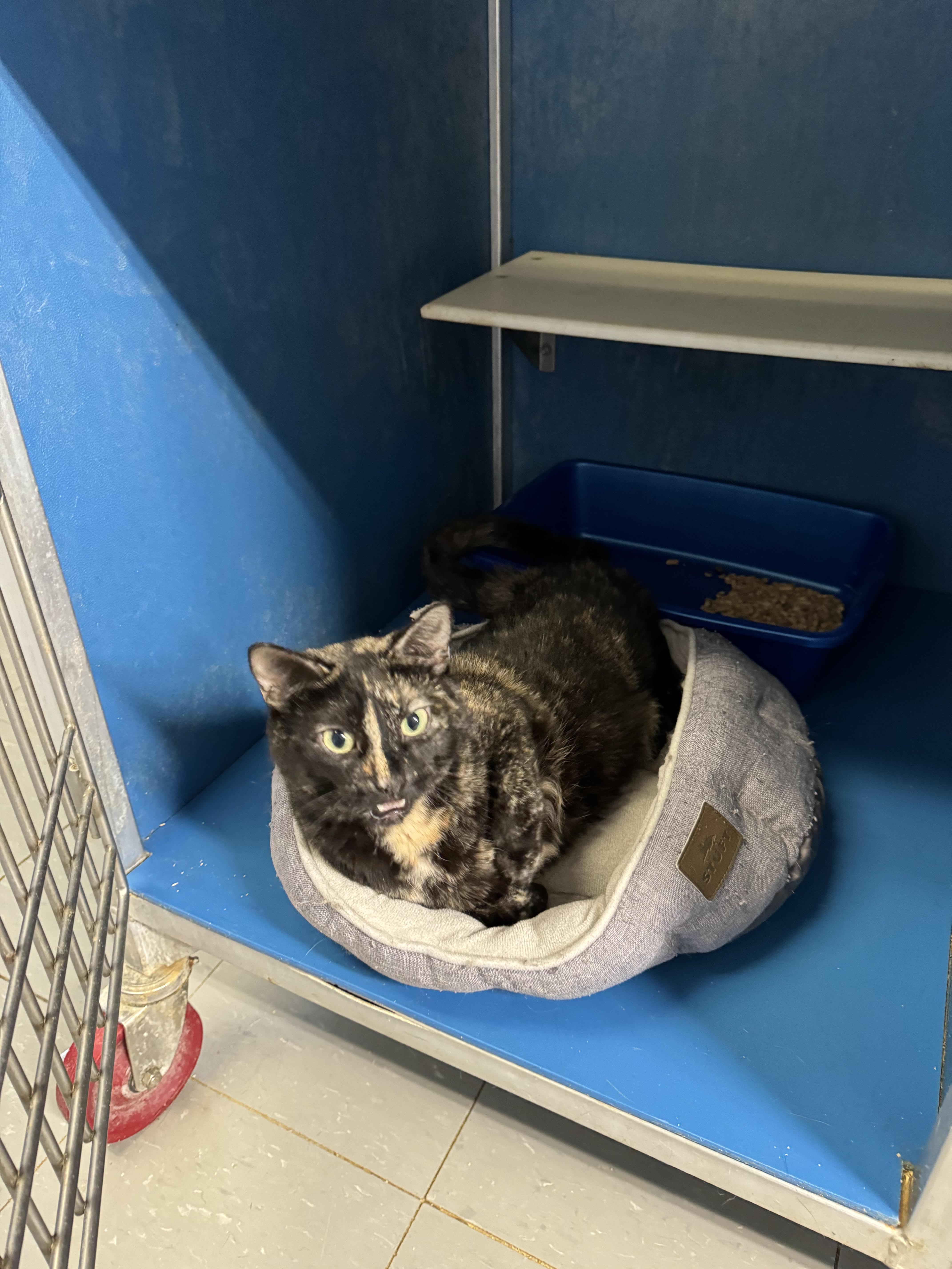 Enlarge Pixie Stix, a Adoptable Tortoiseshell in Hoopeston, IL image 1/2