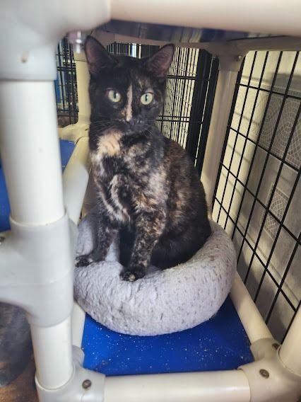 Enlarge Pixie Stix, a Adoptable Tortoiseshell in Hoopeston, IL image 2/2