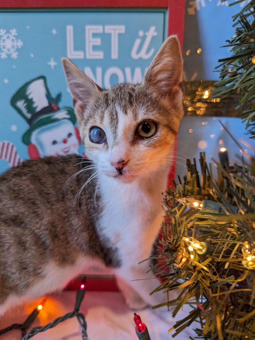 Enlarge Delia, a Adoptable Domestic Short Hair in Morristown, NJ image 2/5