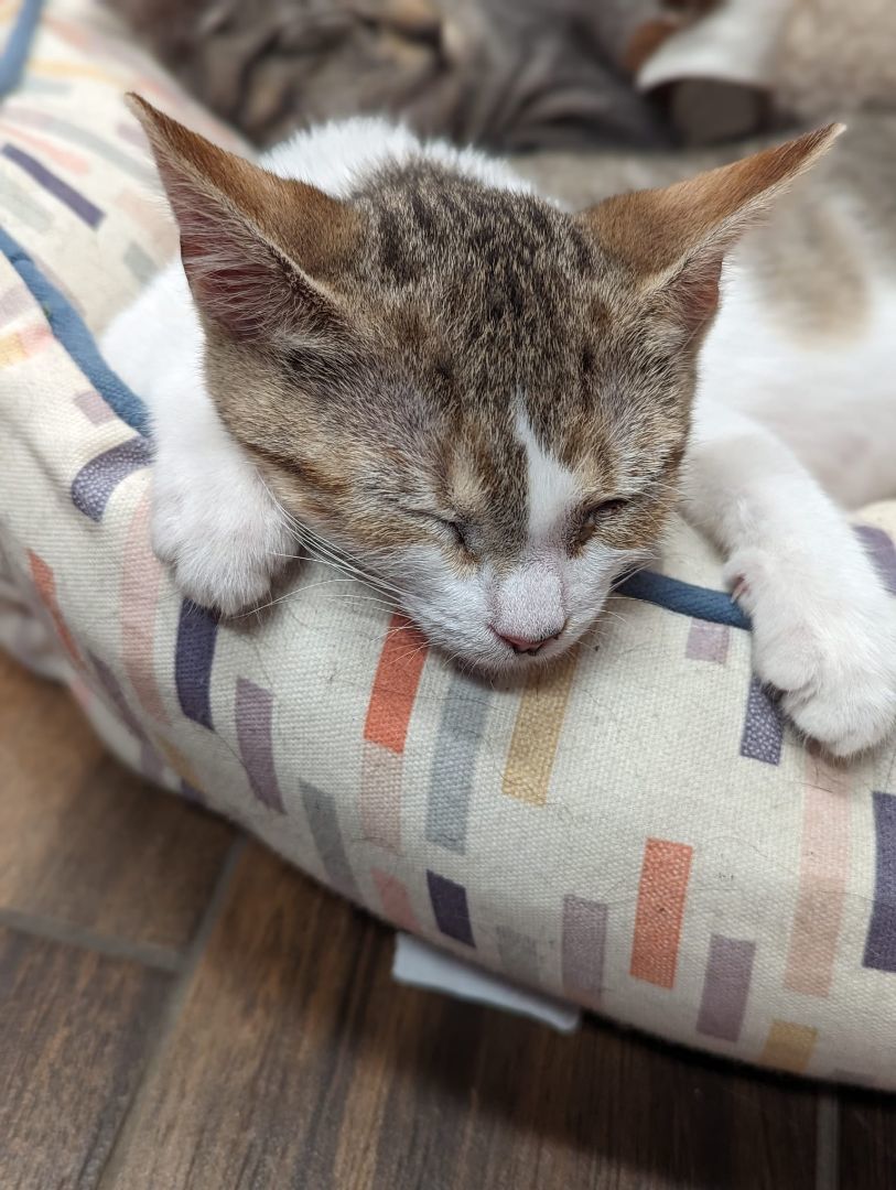 Enlarge Delia, a Adoptable Domestic Short Hair in Morristown, NJ image 4/5