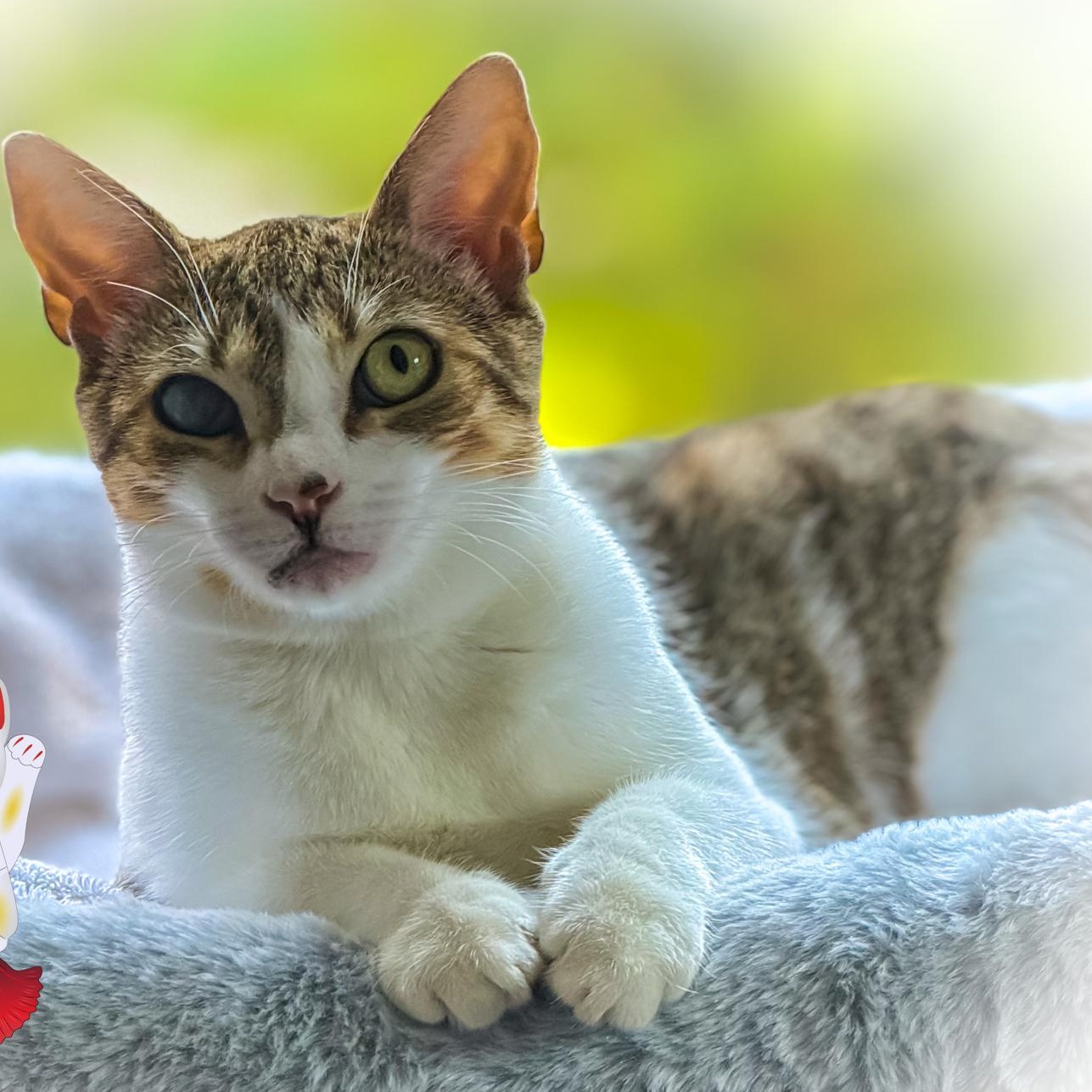 Enlarge Delia, a Adoptable Domestic Short Hair in Morristown, NJ image 1/5