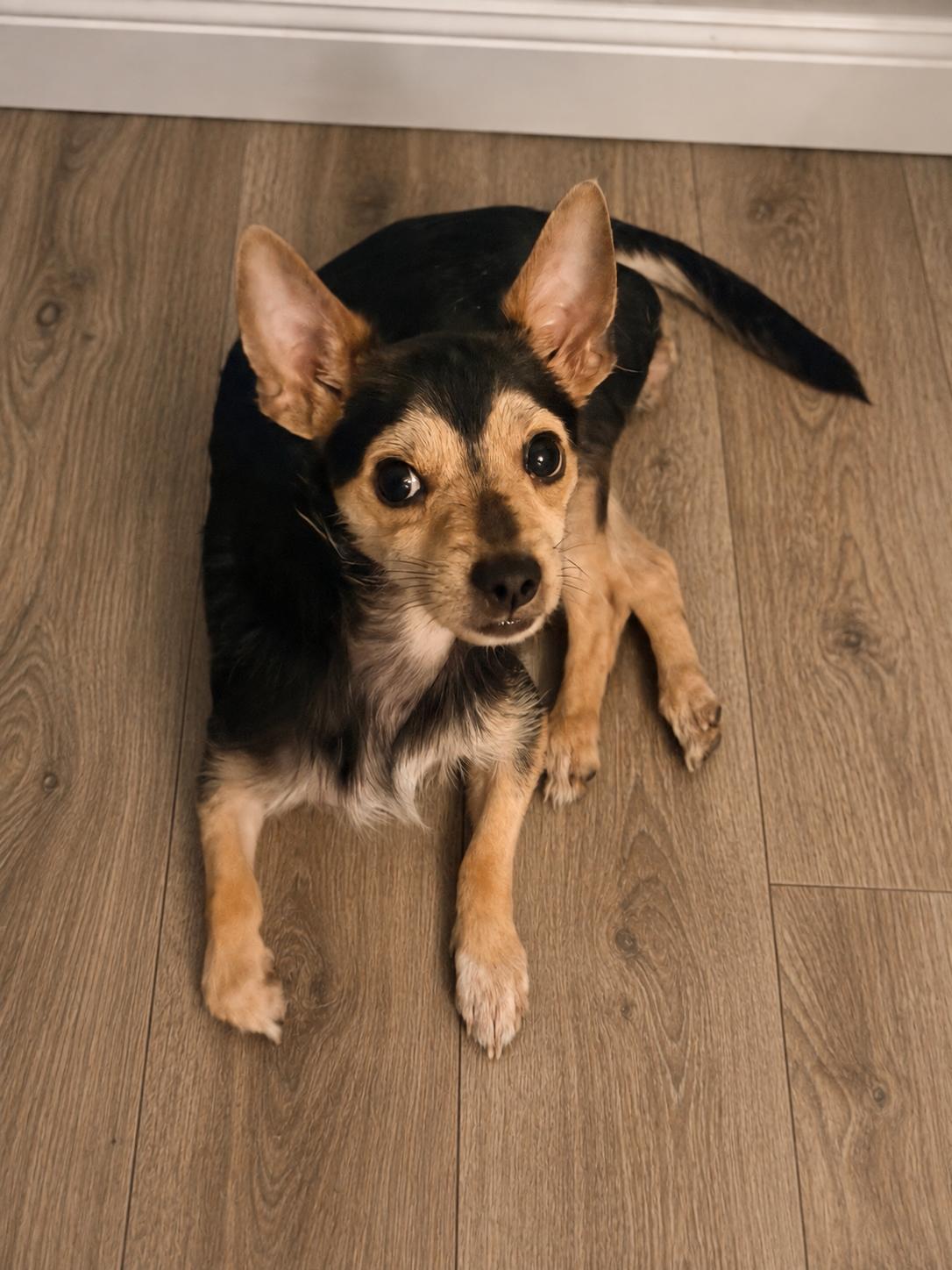 Timmy, an adoptable mixed breed in Chickamauga, GA image 3/5