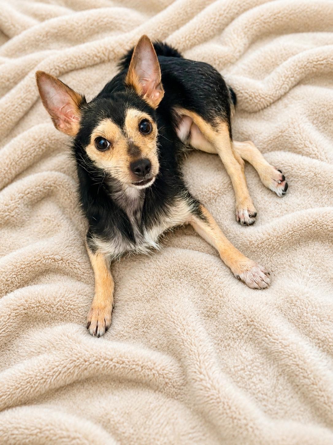 Timmy, an adoptable mixed breed in Chickamauga, GA image 5/5