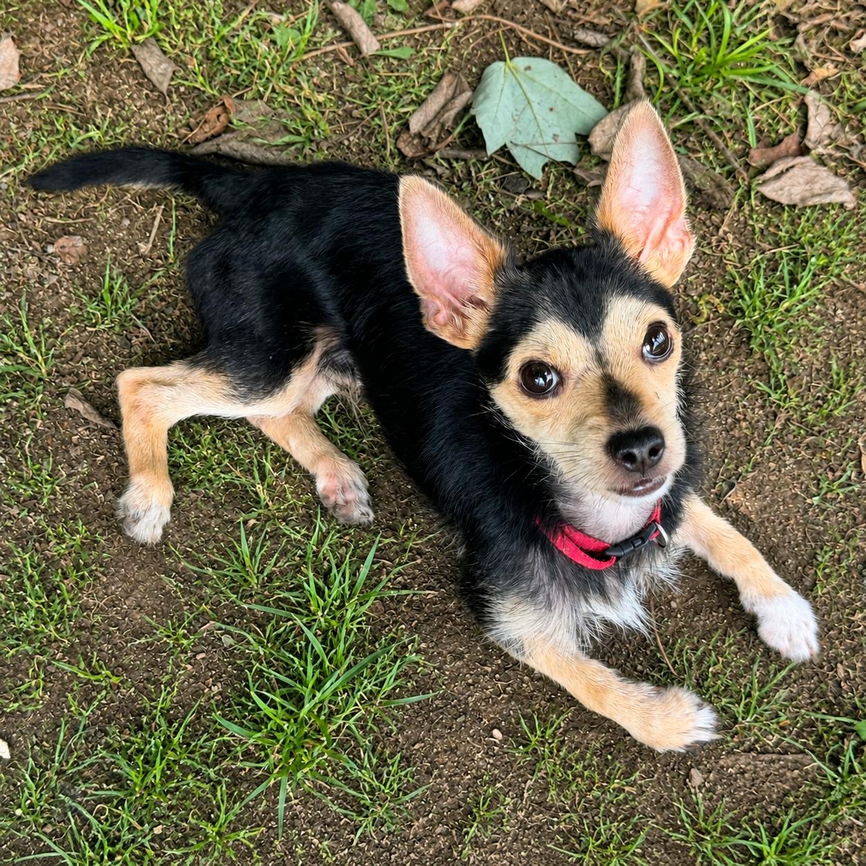 Timmy, adoptable, Adult Male Chihuahua.