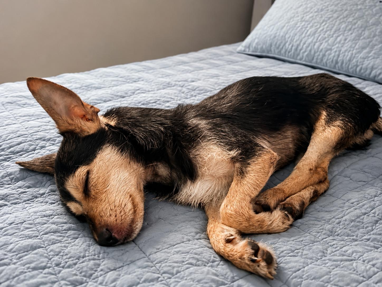 Timmy, an adoptable mixed breed in Chickamauga, GA image 4/5