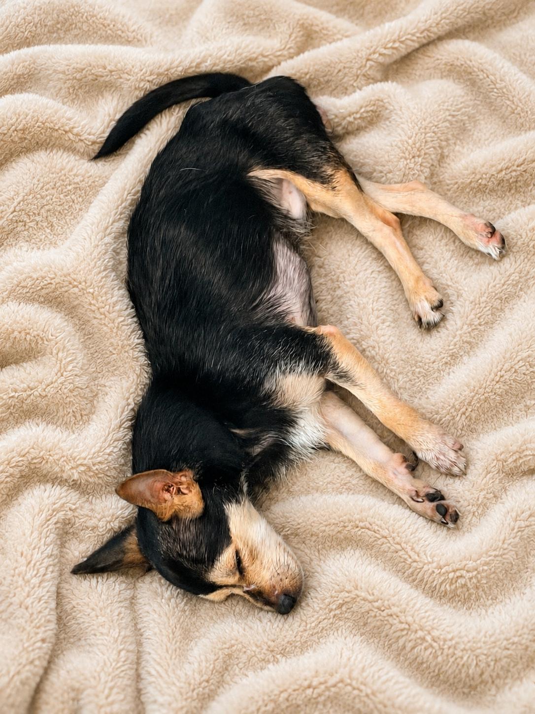Timmy, an adoptable mixed breed in Chickamauga, GA image 2/5