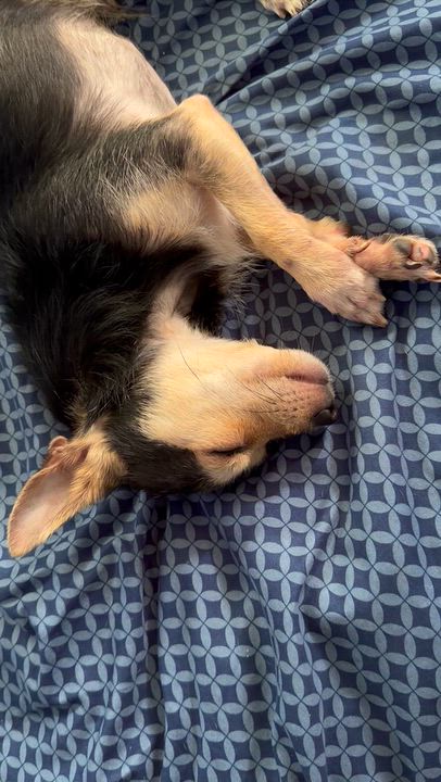Enlarge Timmy, a Adoptable mixed breed in Chickamauga, GA video 6/6