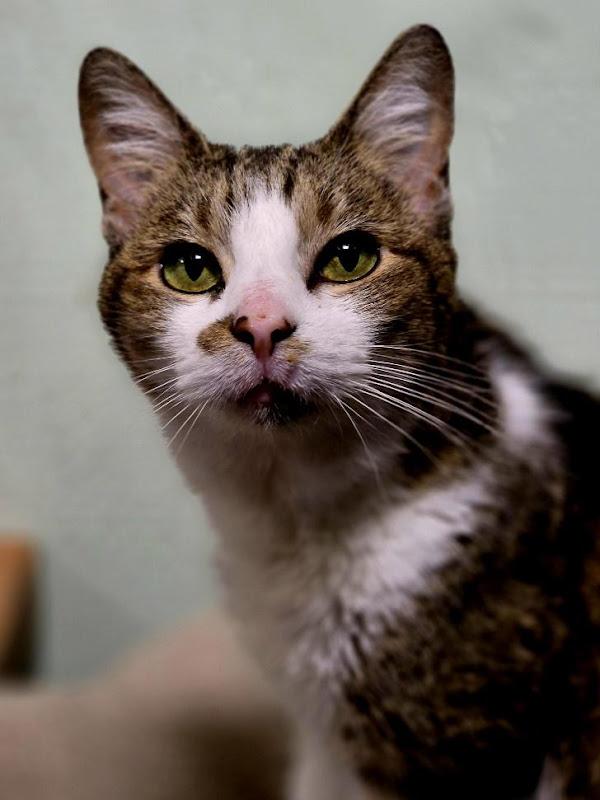 Rosie Fuentes, a ADOPTABLE Domestic Short Hair in Johnson City, TN image 1/3