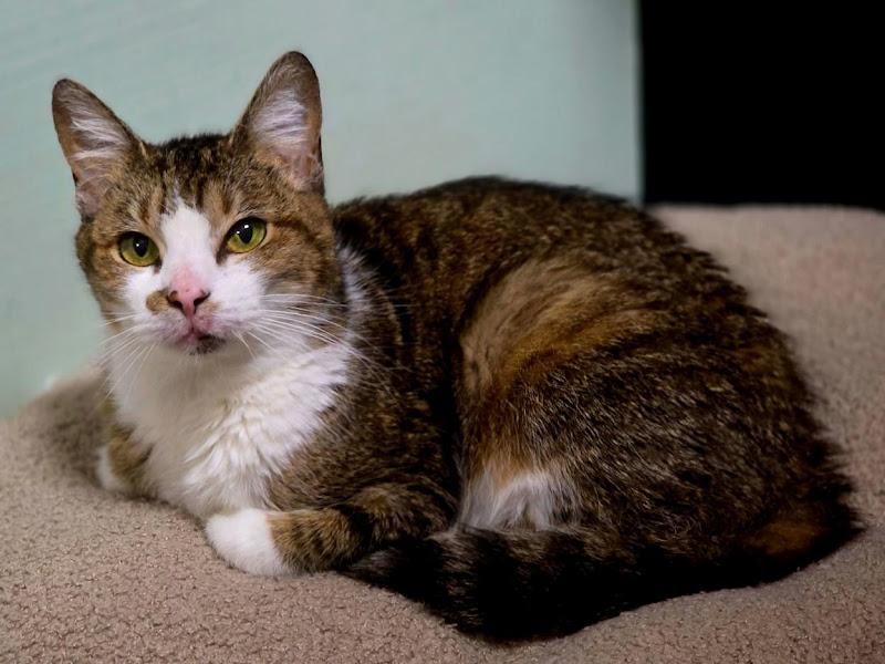 Rosie Fuentes, a ADOPTABLE Domestic Short Hair in Johnson City, TN image 2/3