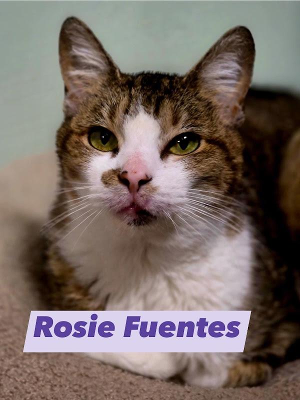 Rosie Fuentes, a ADOPTABLE Domestic Short Hair in Johnson City, TN image 3/3