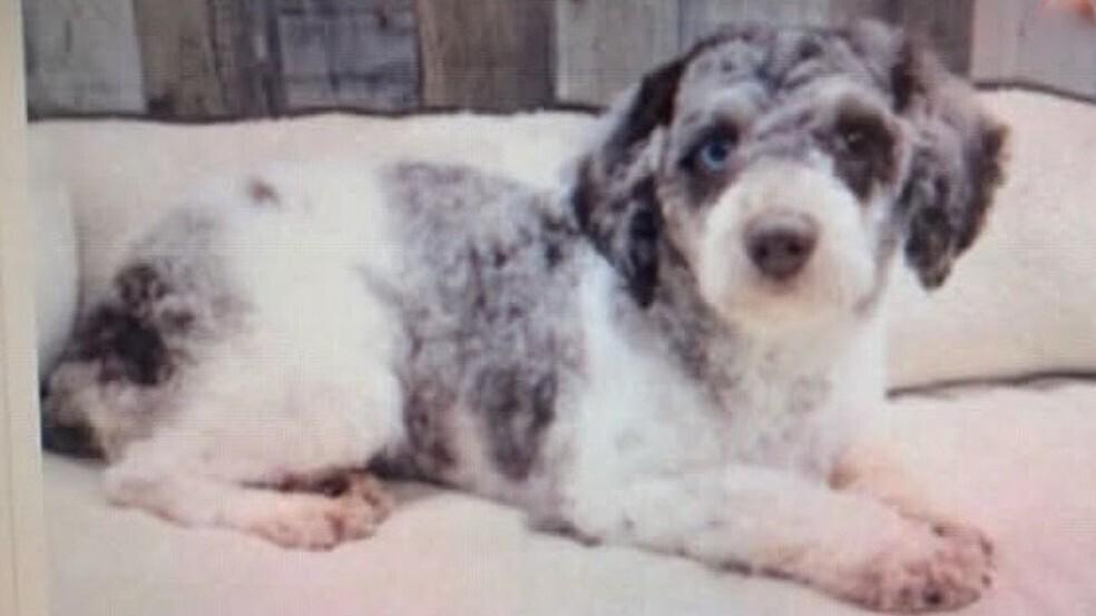 Enlarge Galilea, a Adoptable Poodle in Washington, DC image 1/2
