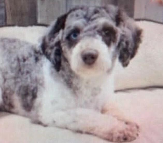 Enlarge Galilea, a Adoptable Poodle in Washington, DC image 2/2
