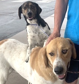 Effie, a Adoptable mixed breed in San Luis, CO image 1/6