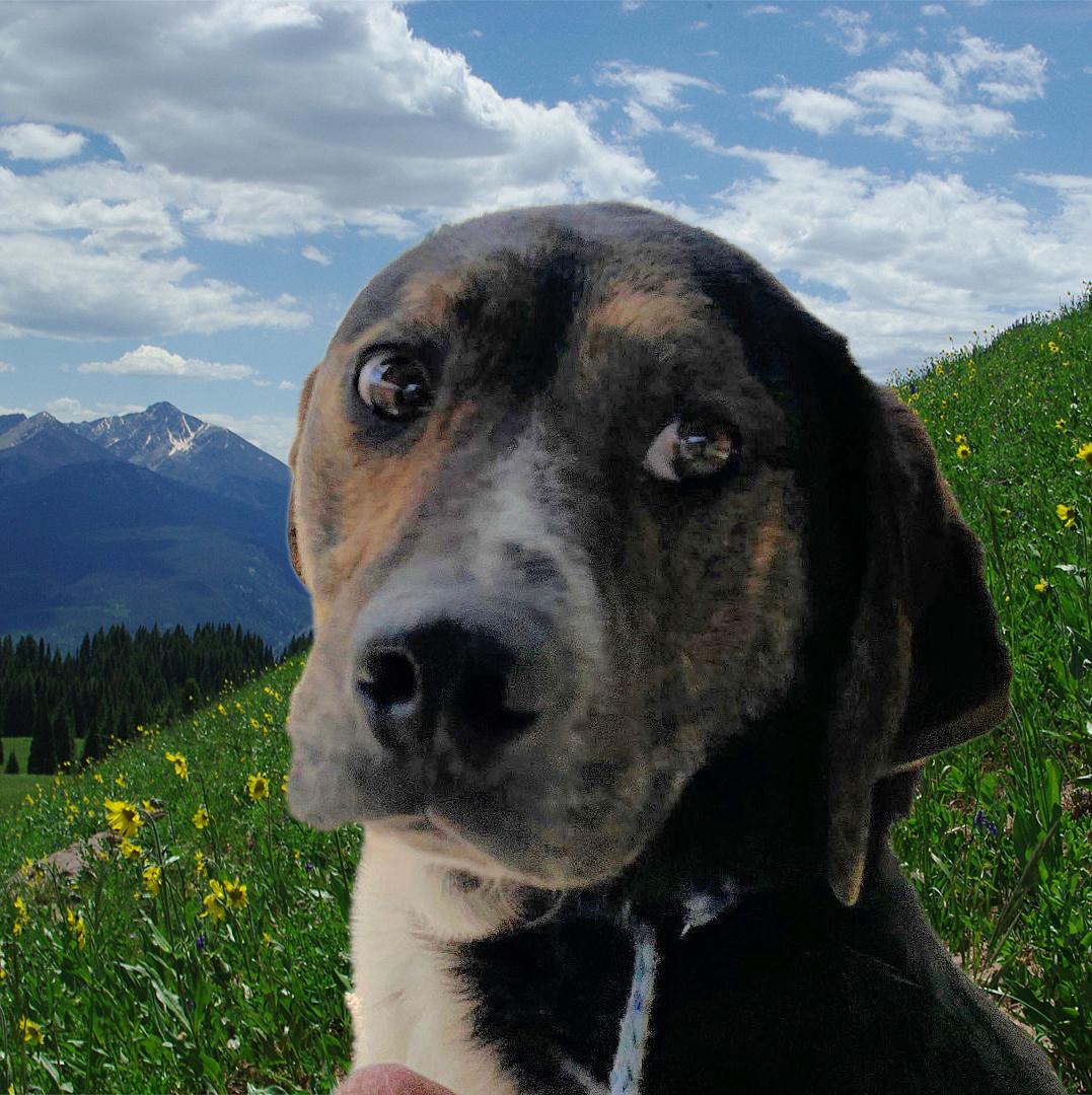 Effie, a Adoptable mixed breed in San Luis, CO image 2/6