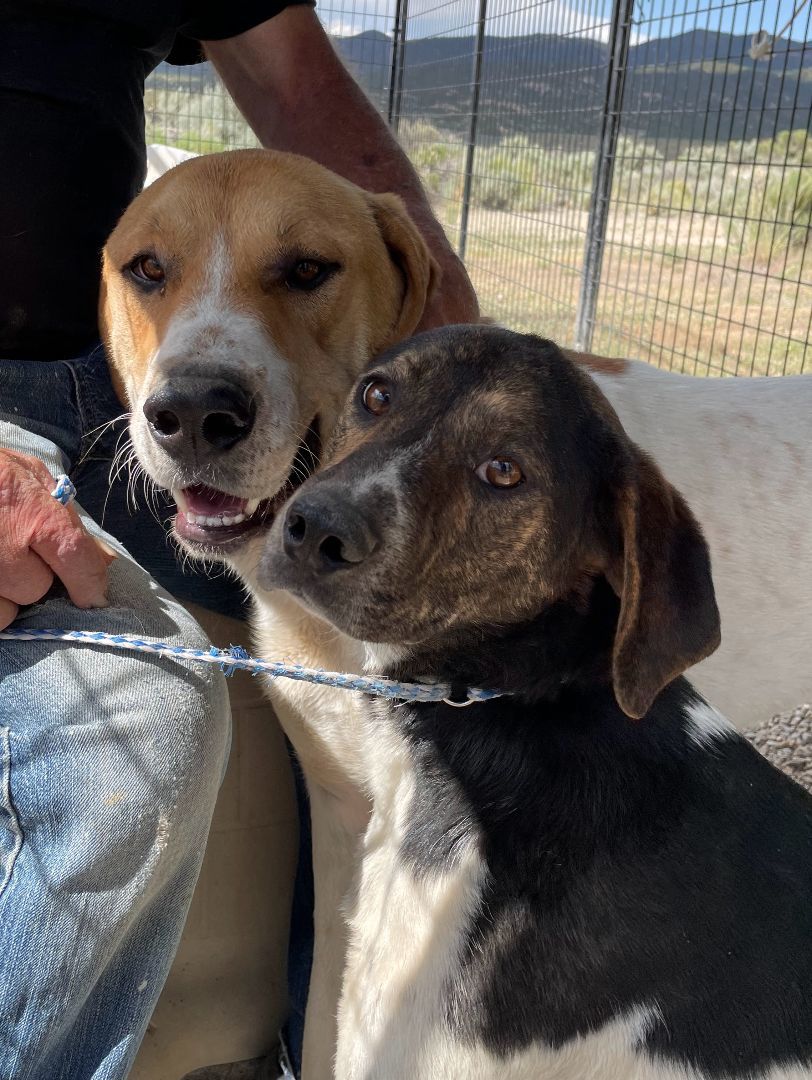 Effie, a Adoptable mixed breed in San Luis, CO image 4/6