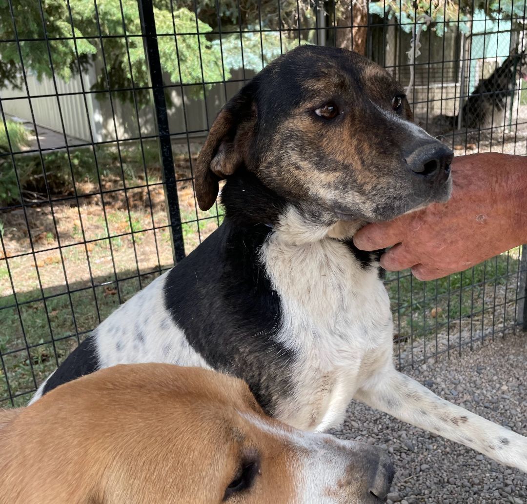 Effie, a Adoptable mixed breed in San Luis, CO image 5/6
