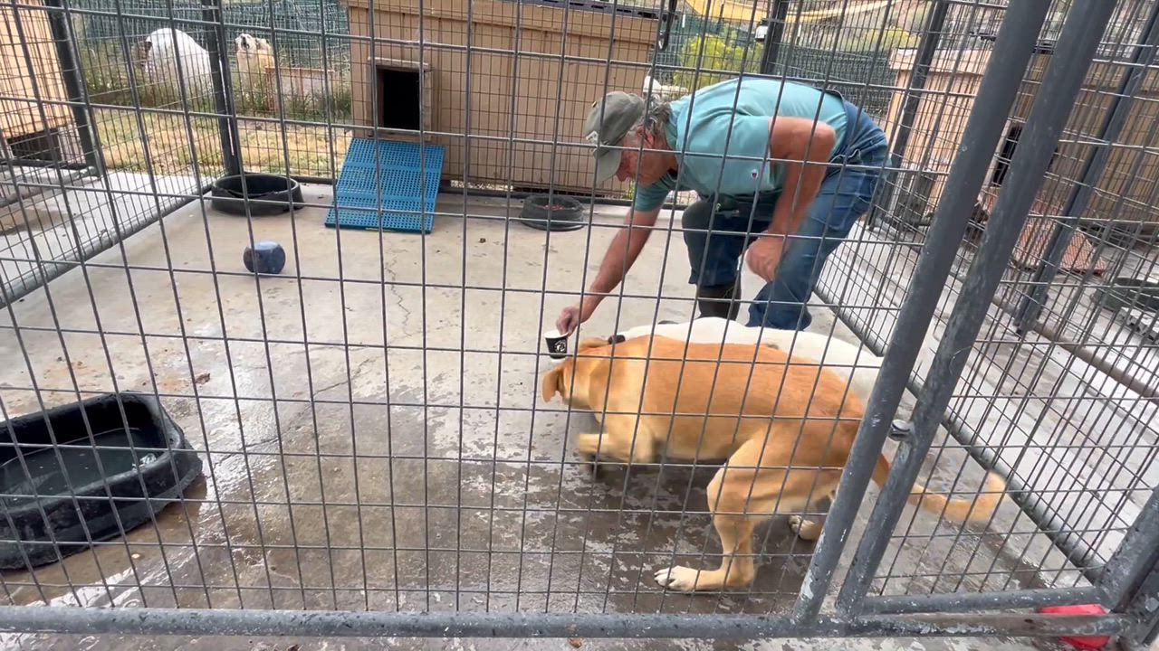 Enlarge Effie, a Adoptable mixed breed in San Luis, CO video 3/6