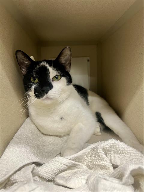 SINGLETON, Adoptable, Adult Male Domestic Short Hair.