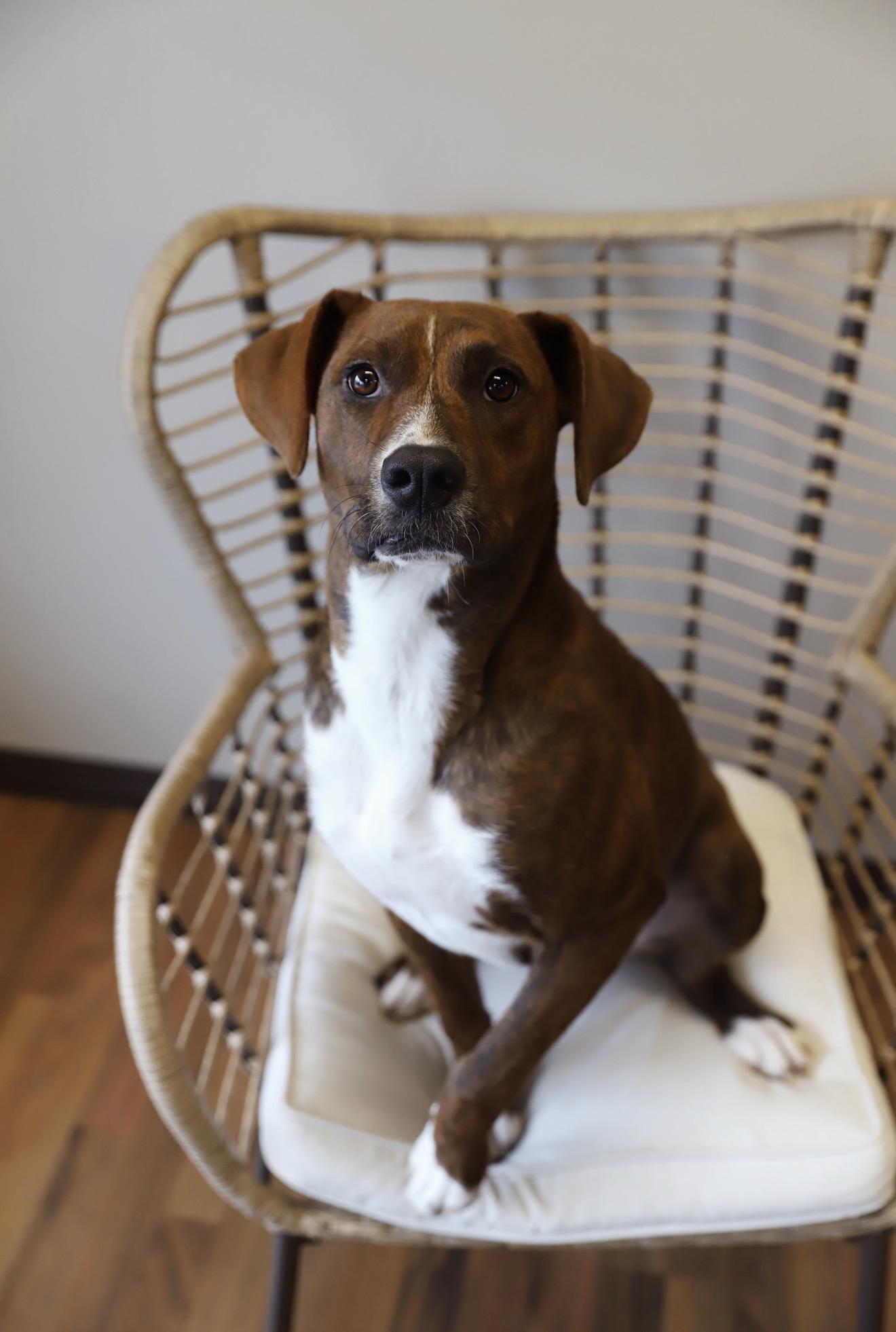 Luna Marie, ADOPTABLE, Young Female Pit Bull Terrier & Plott Hound.