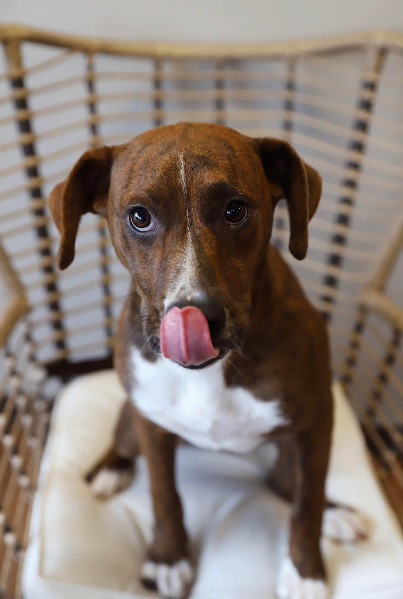 Enlarge Luna Marie, a ADOPTABLE mixed breed in Green Bay, WI image 3/3