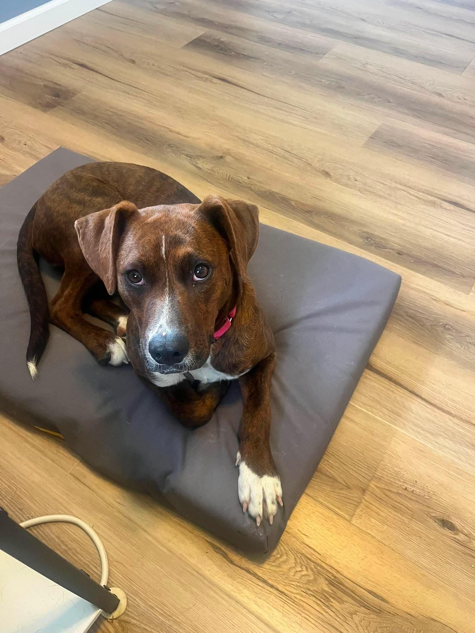 Enlarge Luna Marie, a ADOPTABLE mixed breed in Green Bay, WI image 2/3