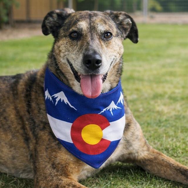 KONA, Adoptable, Senior Female Australian Cattle Dog / Blue Heeler & Catahoula Leopard Dog.