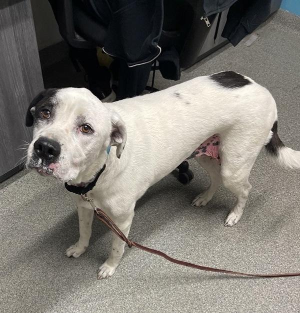 Enlarge Nita, a Adoptable mixed breed in Escondido, CA image 2/2