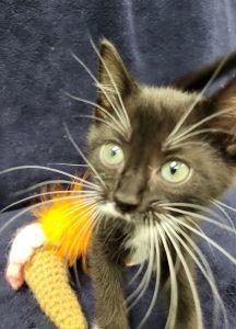 Betty Lou, a ADOPTABLE Domestic Short Hair in Bucyrus, OH image 2/3