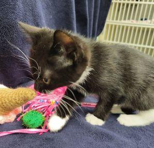 Betty Lou, a ADOPTABLE Domestic Short Hair in Bucyrus, OH image 3/3