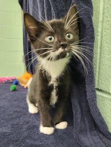 Betty Lou, a ADOPTABLE Domestic Short Hair in Bucyrus, OH image 1/3