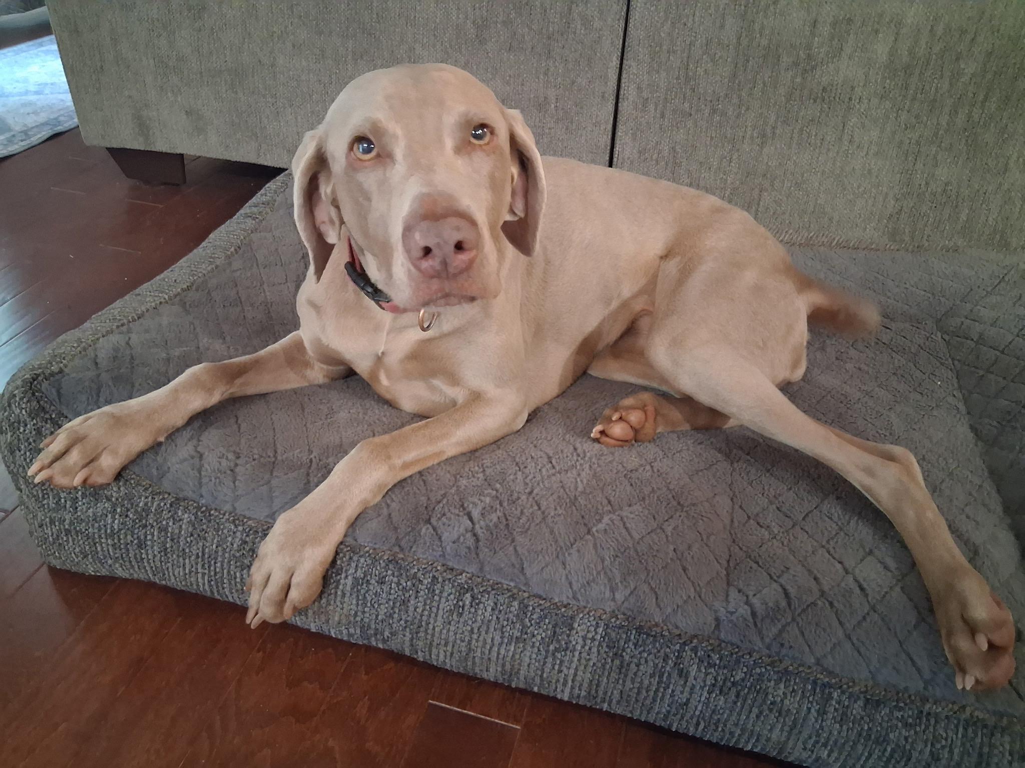 Zeta Star, a Adoptable Weimaraner in Marietta, GA image 1/3