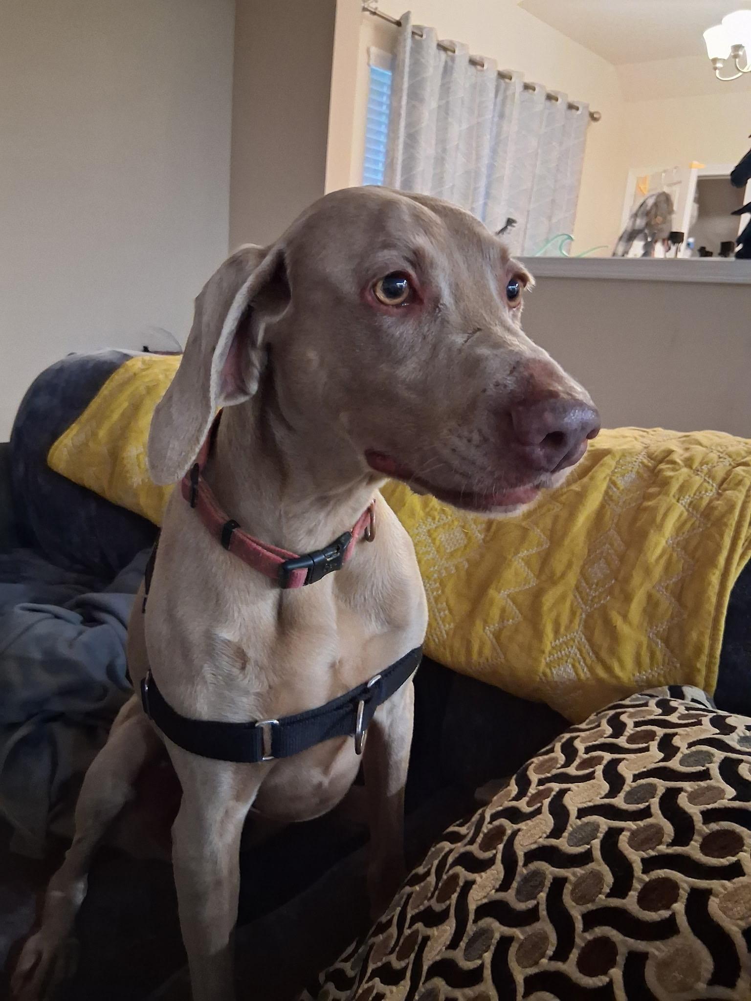 Zeta Star, a Adoptable Weimaraner in Marietta, GA image 2/3