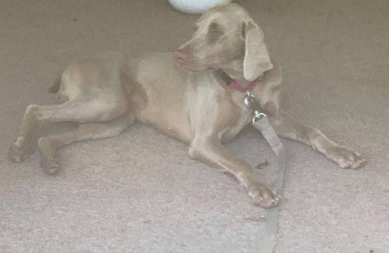 Zeta Star, a Adoptable Weimaraner in Marietta, GA image 3/3