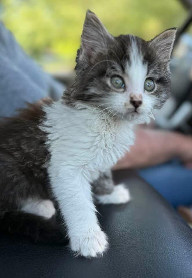 Enlarge Siggy, a ADOPTABLE mixed breed in Stormville, NY image 2/3