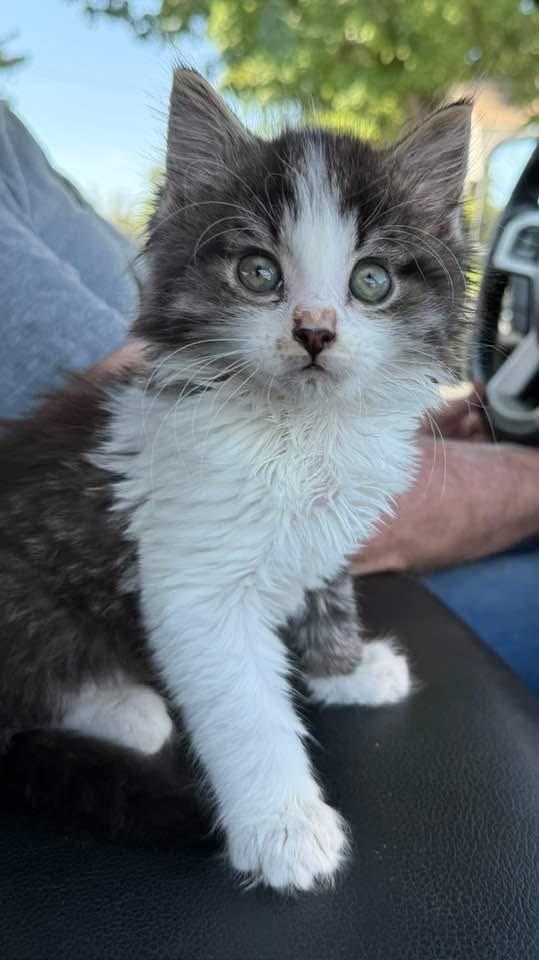 Enlarge Siggy, a ADOPTABLE mixed breed in Stormville, NY image 1/3