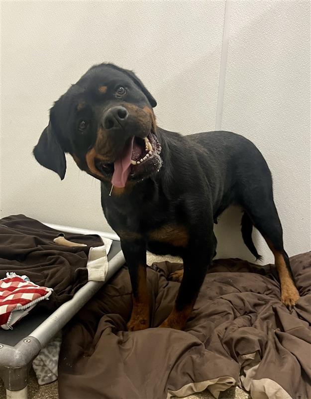 Stacie, a ADOPTABLE Rottweiler in Hawthorne, FL image 6/6