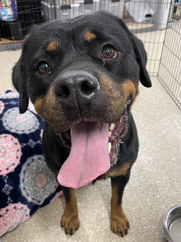 Stacie, a ADOPTABLE Rottweiler in Hawthorne, FL image 2/6