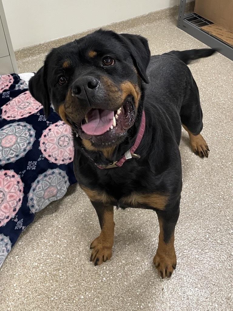 Stacie, a ADOPTABLE Rottweiler in Hawthorne, FL image 3/6