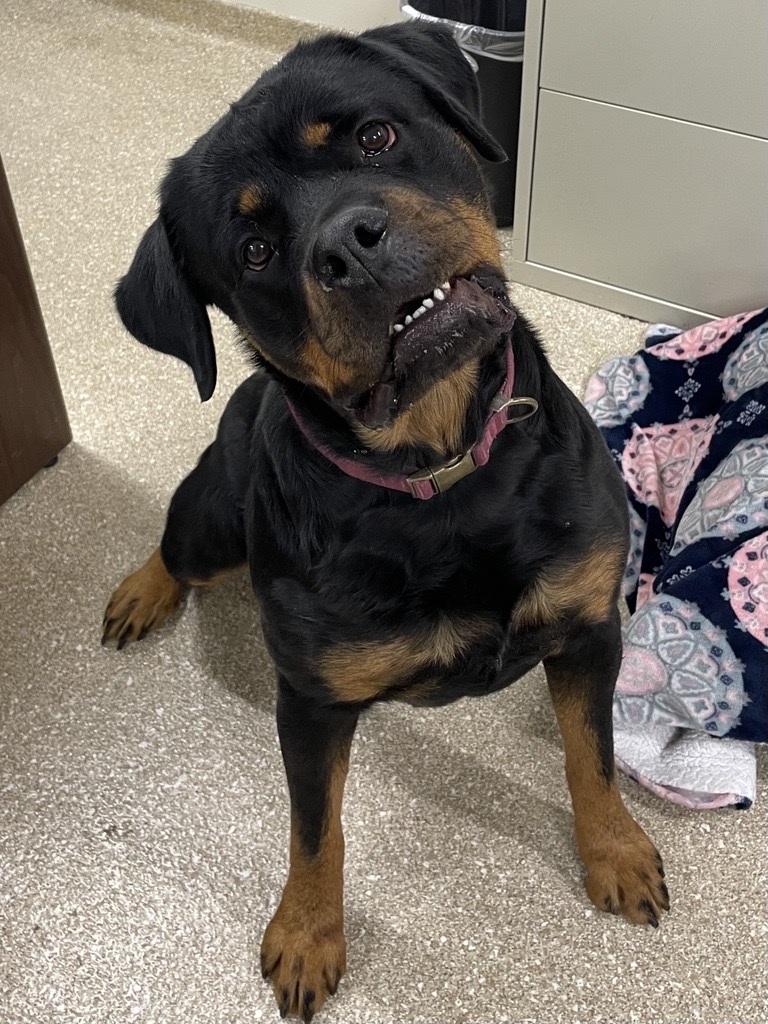Stacie, a ADOPTABLE Rottweiler in Hawthorne, FL image 4/6