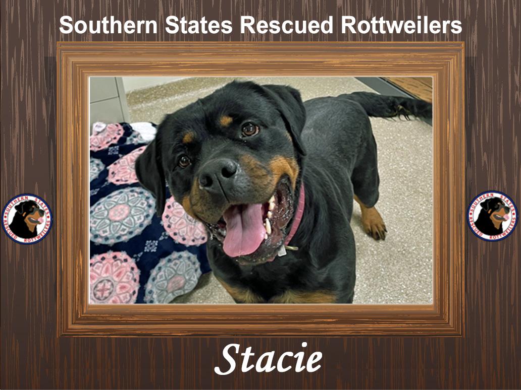 Stacie, ADOPTABLE, Adult Female Rottweiler.
