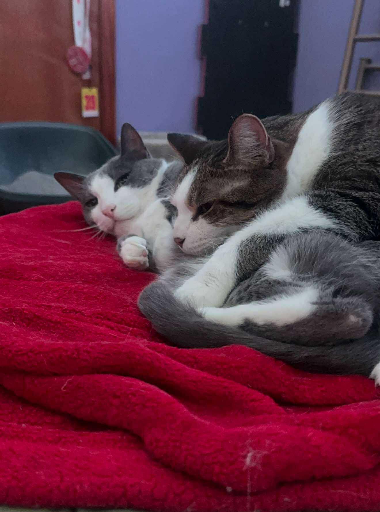 Baloo and King Louie, a Adoptable mixed breed in Oak Forest, IL image 1/6