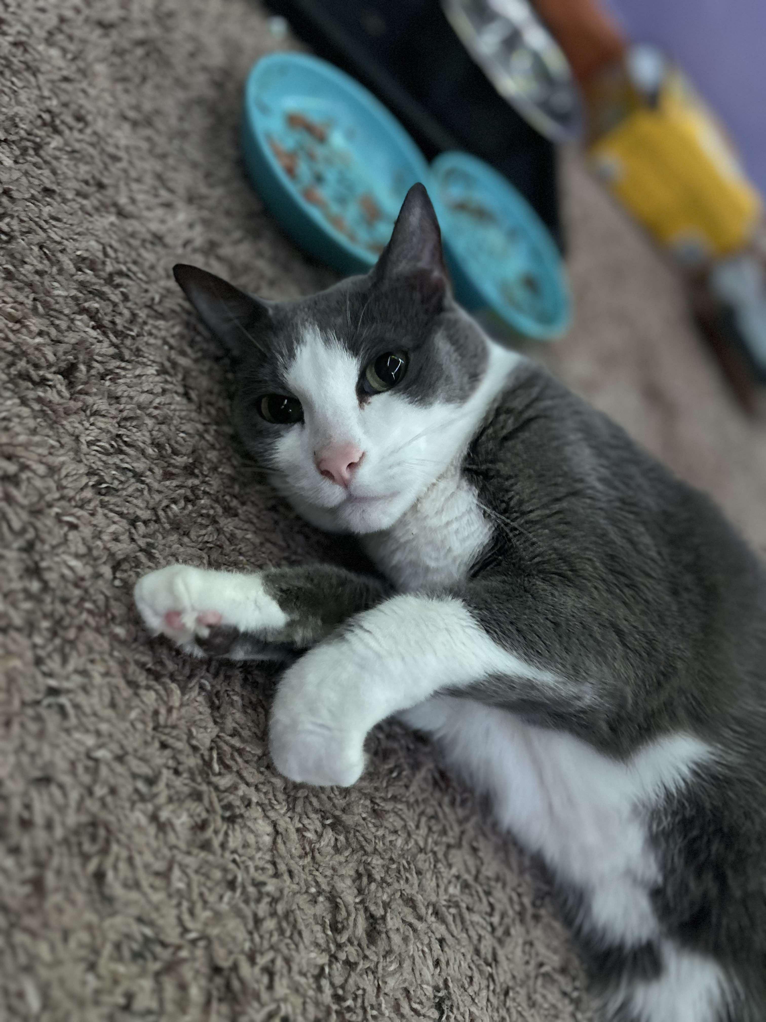 Baloo and King Louie, a Adoptable mixed breed in Oak Forest, IL image 2/6