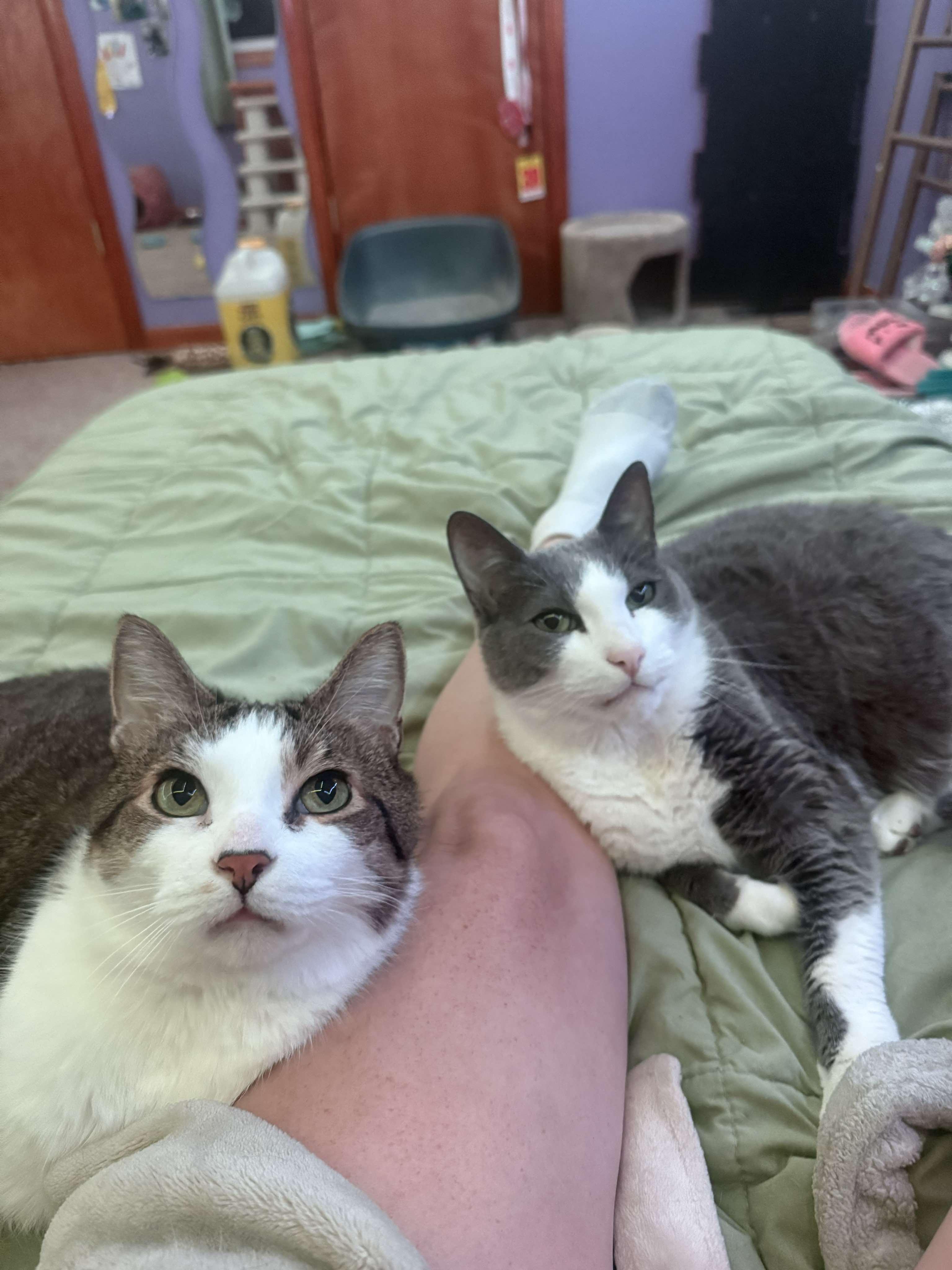 Baloo and King Louie