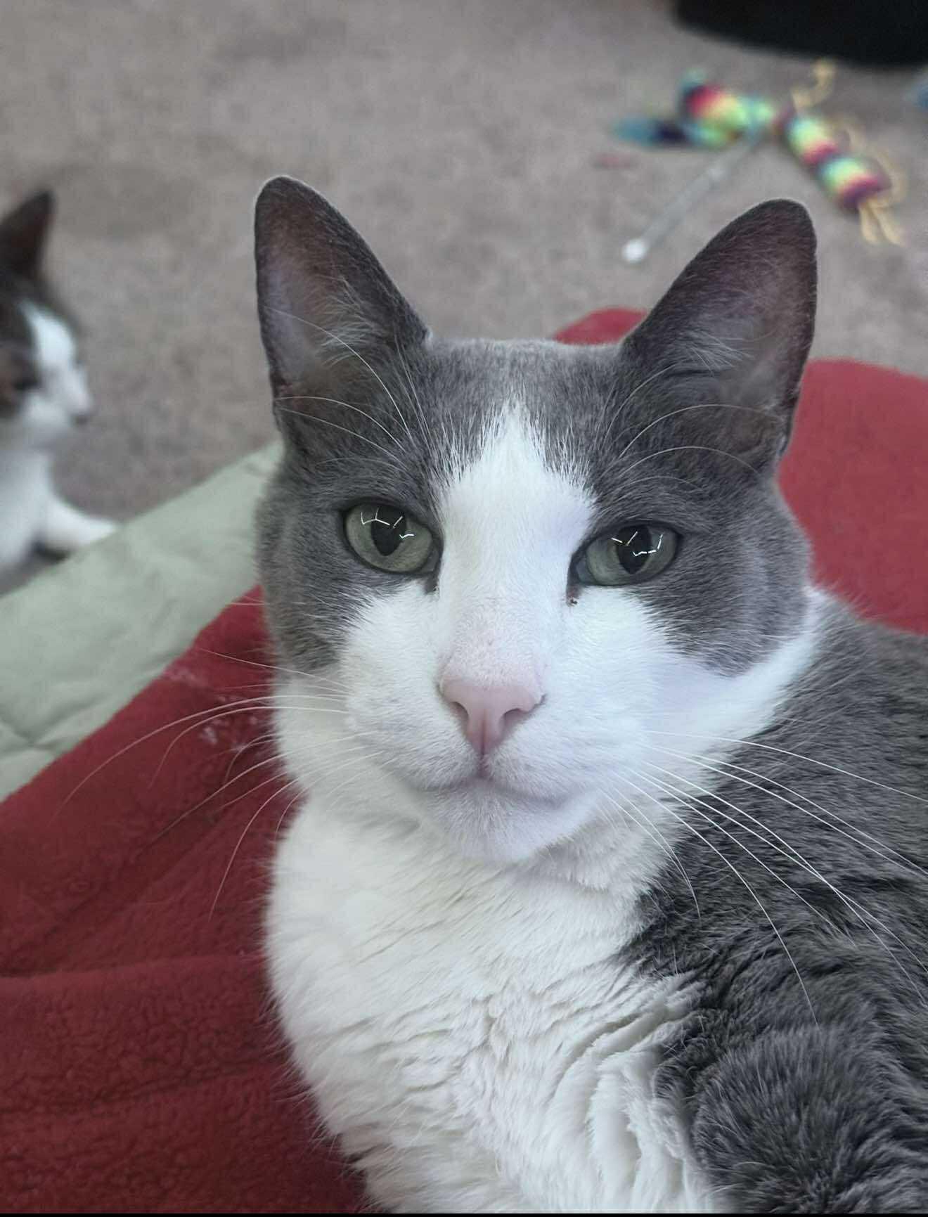 Baloo and King Louie