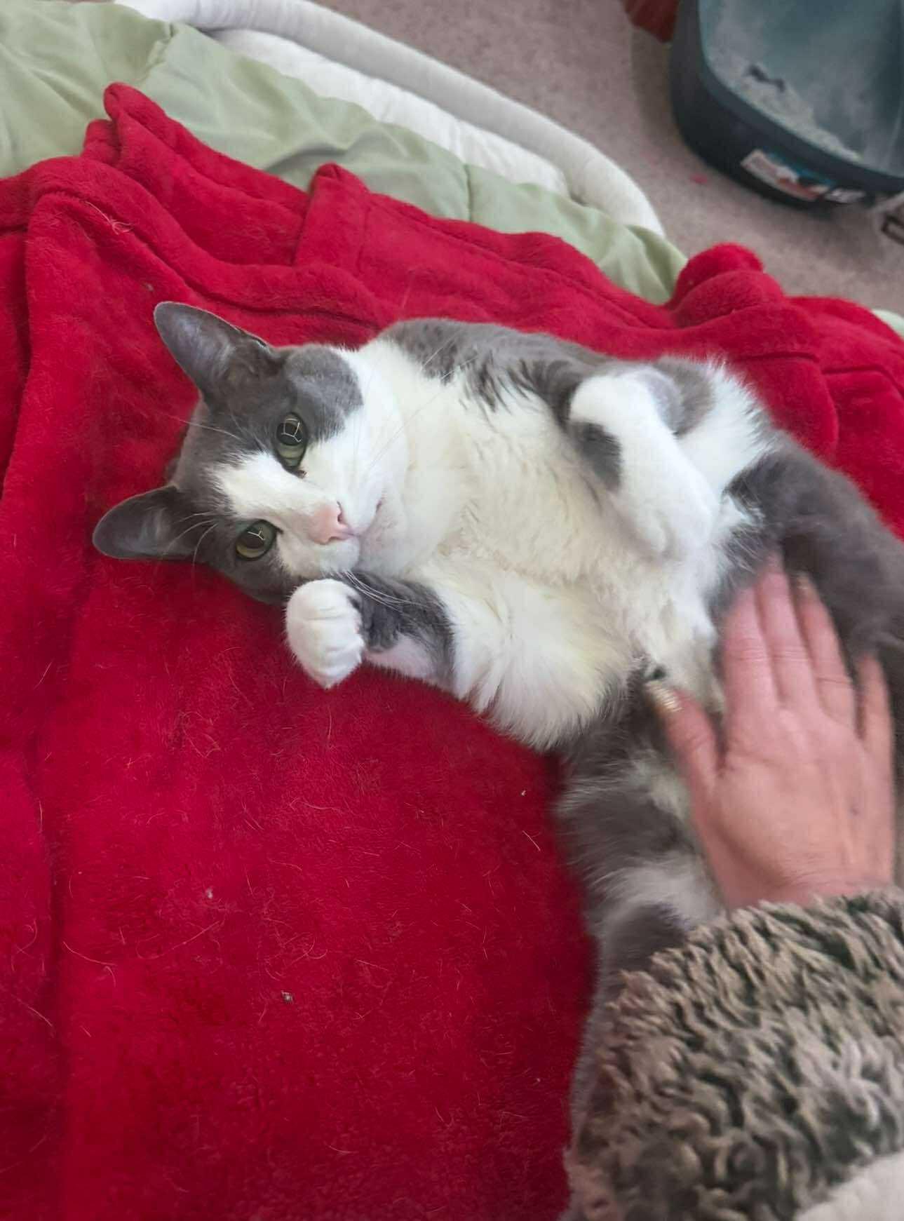 Baloo and King Louie — thumbnail 5