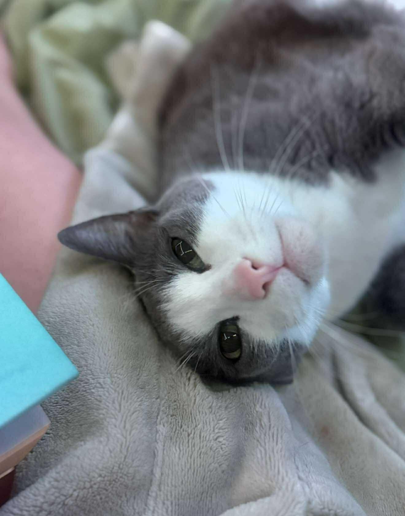 Baloo and King Louie, a Adoptable mixed breed in Oak Forest, IL image 6/6