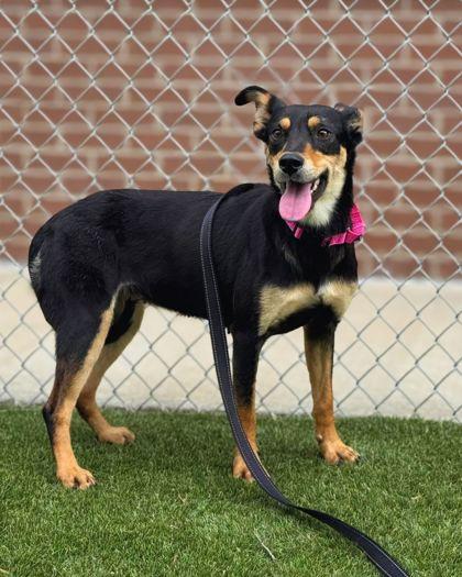 Shrimp, Adoptable, Adult Female Shepherd & Mixed Breed.