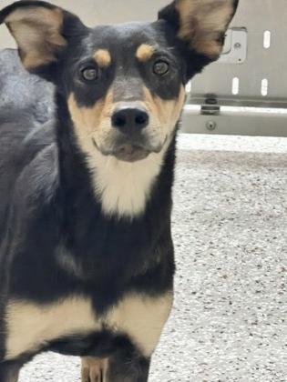 Enlarge Shrimp, a Adoptable mixed breed in Gastonia, NC image 2/2